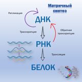 ТЕХНОЛОГИИ МАТРИЧНОГО СИНТЕЗА